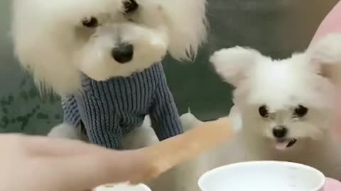 Amazing cute baby video