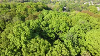 Neighborhood Forest From a Drone