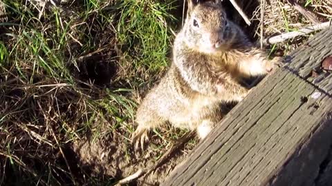 Cute squirrel poses for camera