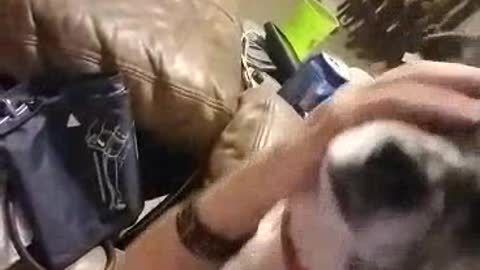 Dog Demands Mommies Attention