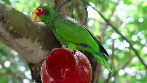 Green Parrot