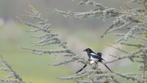 Uccelli Albero