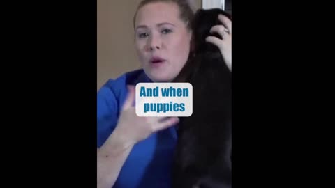 Puppy Biting Problem