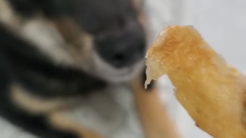 DIY DOG TREATS CHICKEN JERKY