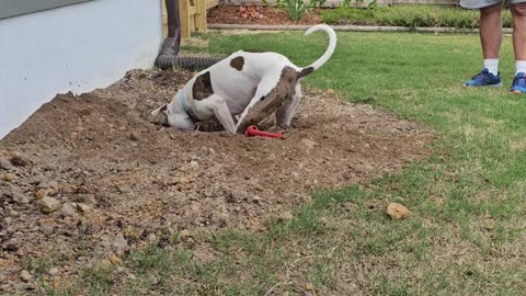 Vinny loves his dig pit!