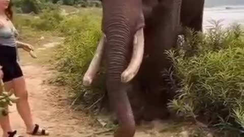 Angry elephant hit lady
