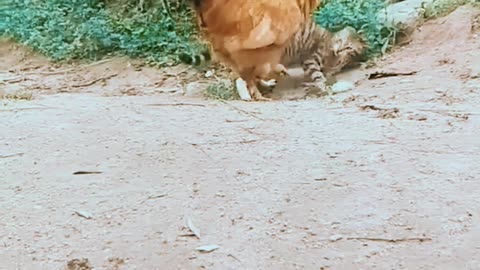 KITTEN AND A ROOSTER IN AN EPIC FIGHT😂😂😂😂😂