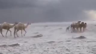 Captivating sight, camels gracefully making their way through snow-covered desert Tabuk Saudi Arabia