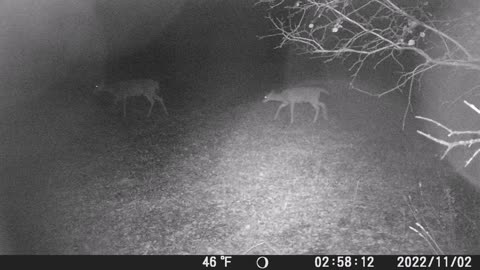 More Wildlife Next To My Hunting Chair. 11/3/22