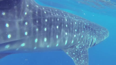 Whale Shark 1 50fps