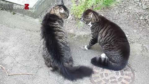 Funny Cats Arguing - Cats Talking To Each Other Compilation || NEW HD