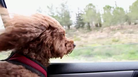 The dog pokes out of the car window