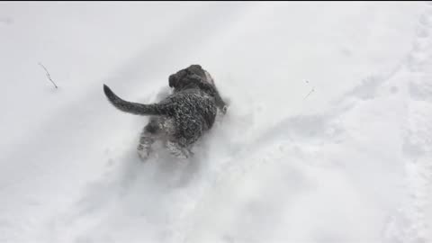 GERMAN SHEPHERD PUPPIES PLAY IN THE SNOW!