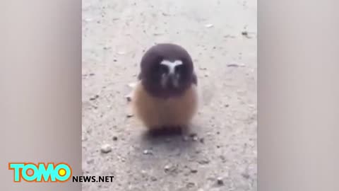 Viral video shows Colorado cop talking to adorable baby tiny owl in the street - TomoNews