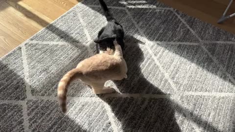 The two fighting cats in th house