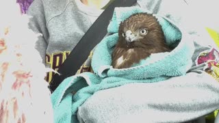 Hurt Hawk Rescued from Road