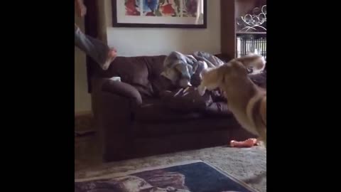 Husky Jumps On Couch In Slow Motion