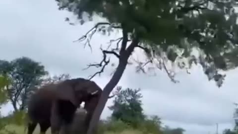 Witness the Intense Clash of Giants: Elephant Fight 🐘| #elephant |#shorts
