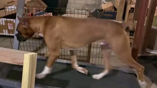 Gideon the Boxer Enjoys Walking on Treadmill