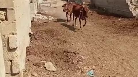 Cow Running On Street #shorts #youtubeshorts #cattlesfarming #ytshorts