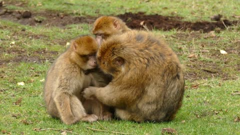 #Monkeys #AnimalVideo #Primates Best Monkey Moments