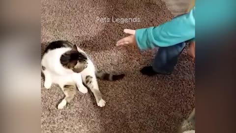 1 HOUR OF FUNNIEST CATS AND DOGS VIDEOS 2023