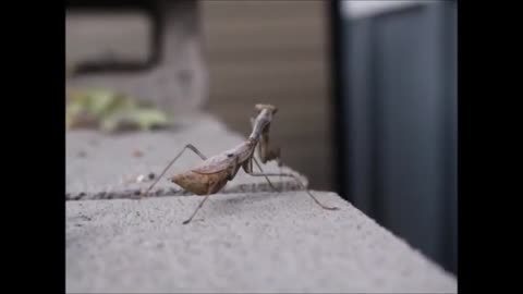 Mantis on the Back Porch