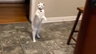 Cat Walks Upright