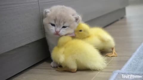 Ducklings swaddle the baby kitten Shan tightly. Ducklings want to sleep with the kitten