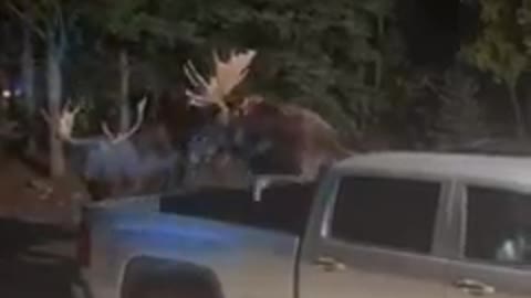 Amazing Bull Moose Fighting in Parking Lot.