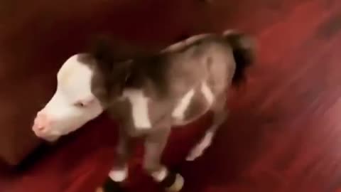 Cute Mini Horse