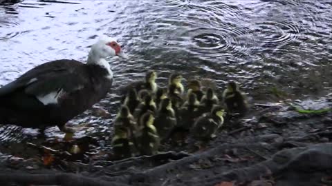 Miracle of Life! Ducklings Hatch