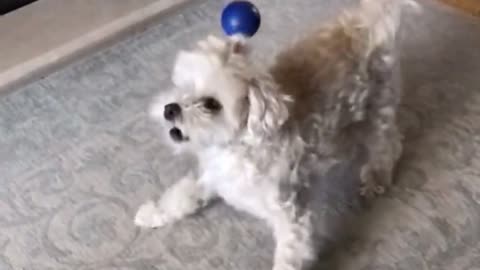 Dog gets angry about the ball hitting her head