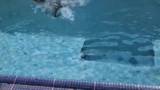 Cute duckling in the pool
