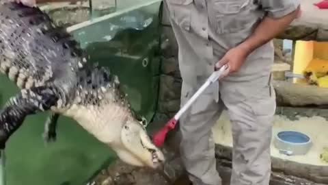 Alligator escapes in zoo 🐊|#shorts |Komodo dragon |Komodo island