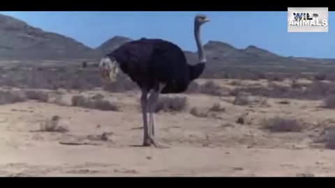 Ostrich atacks man