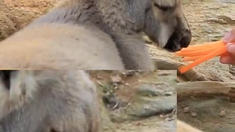 How to make a wallaby do a tasty treat