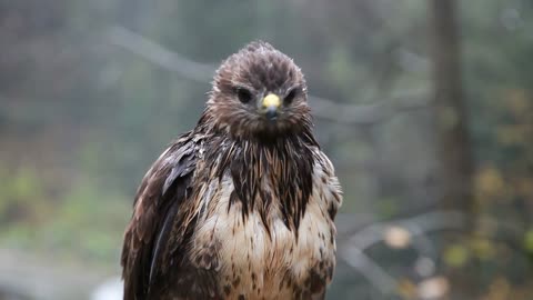 A WET HAWK