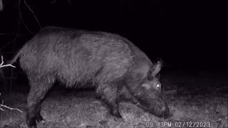 Trail Cam Video