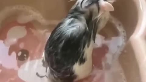 I was shocked when I saw this mouse bathing with soap just like a human would😱😱😱😱😱😱😱😱😱😱