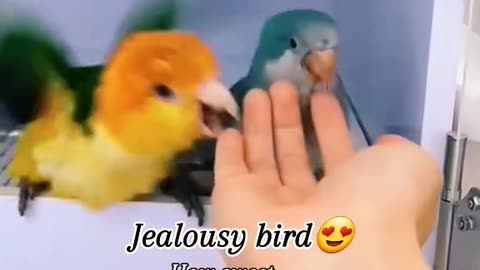"Envy in Flight: Unmasking the Secrets of the Jealousy Bird"