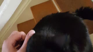 Cat Purring LIke a Pigeon ASMR