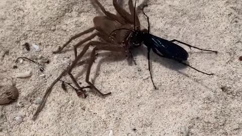 Wasp Carries Away Its Catch