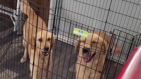 Golden retrievers want out of their kennel.