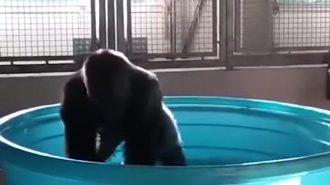 🦍🕺"Groove with the Gorilla: Unbelievable Bathtub Dance Moves!"🛁🎶