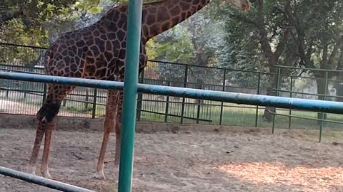 I came to see giraffes in Bangladesh National Zoo