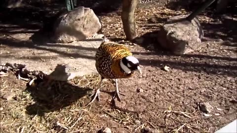 Beautiful Golden pheasants and wading Birds Credit by(Awesome video)