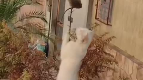 FUNNY ANIMAL VIDEOS 2024