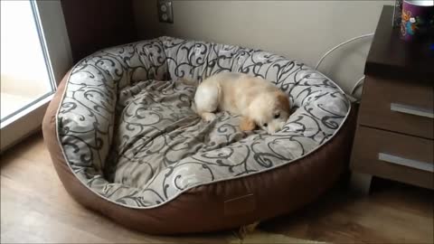 Puppy and kitten can't contain excitement for new bed!
