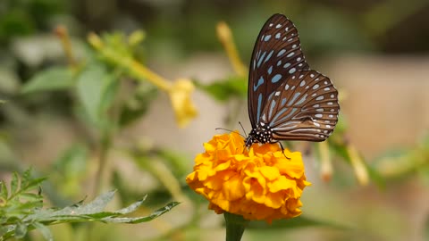 Such a beautiful butterfly